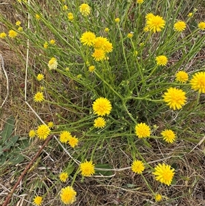 Calotis lappulacea at Yarralumla, ACT - 2 Nov 2024