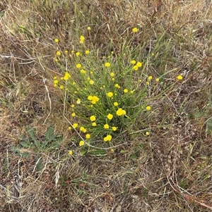 Calotis lappulacea at Yarralumla, ACT - 2 Nov 2024