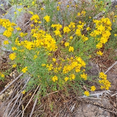 Hypericum perforatum (St John's Wort) at O'Malley, ACT - 2 Nov 2024 by Mike