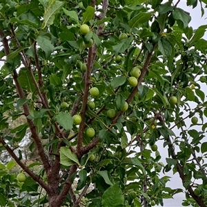 Prunus sp. at O'Malley, ACT - 2 Nov 2024