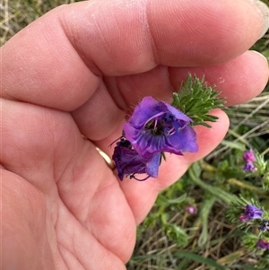 Echium plantagineum at Yarralumla, ACT - 2 Nov 2024 07:20 PM