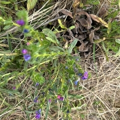 Echium plantagineum at Yarralumla, ACT - 2 Nov 2024