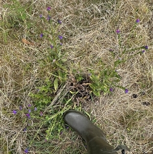 Echium plantagineum at Yarralumla, ACT - 2 Nov 2024