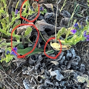 Echium plantagineum at Yarralumla, ACT - 2 Nov 2024 07:20 PM