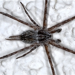 Tamopsis fickerti (Two-tailed spider) at Ainslie, ACT - 29 Oct 2024 by jb2602