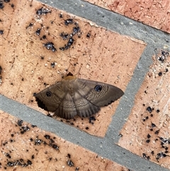 Dasypodia selenophora (Southern old lady moth) at Griffith, ACT - 2 Nov 2024 by W