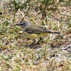 Acanthiza chrysorrhoa (Yellow-rumped Thornbill) at Nicholls, ACT - 1 Nov 2024 by AlisonMilton