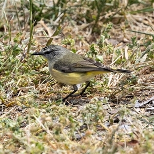 Acanthiza chrysorrhoa at Nicholls, ACT - 1 Nov 2024