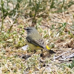 Acanthiza chrysorrhoa at Nicholls, ACT - 1 Nov 2024