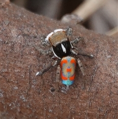 Maratus pavonis (Dunn's peacock spider) at Wallaroo, NSW - 1 Nov 2024 by Anna123