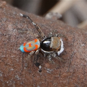 Maratus pavonis at Wallaroo, NSW - 2 Nov 2024