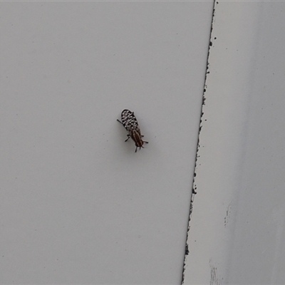 Sapromyza mallochiana (A lauxaniid fly) at Lyons, ACT - 2 Nov 2024 by ran452