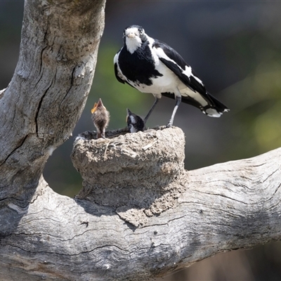 Grallina cyanoleuca (Magpie-lark) at Gungahlin, ACT - 1 Nov 2024 by AlisonMilton