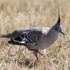 Ocyphaps lophotes (Crested Pigeon) at Gungahlin, ACT - 1 Nov 2024 by AlisonMilton