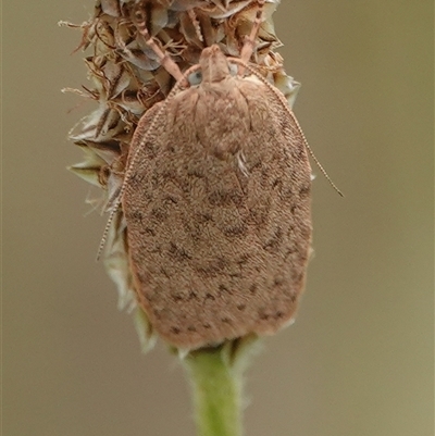 Garrha repandula (a Concealer Moth) at Wallaroo, NSW - 2 Nov 2024 by Anna123