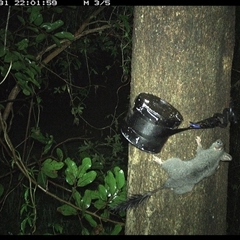 Phascogale tapoatafa (Brush-tailed Phascogale) at Shark Creek, NSW - 31 Oct 2024 by Topwood