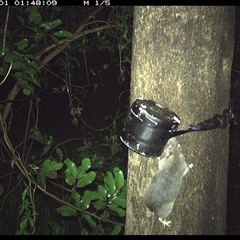 Unidentified Rodent at Shark Creek, NSW - 31 Oct 2024 by Topwood