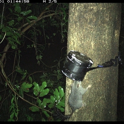 Phascogale tapoatafa (Brush-tailed Phascogale) at Shark Creek, NSW - 31 Oct 2024 by Topwood