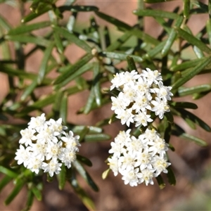 Ozothamnus conditus at suppressed - suppressed