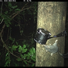 Phascogale tapoatafa (Brush-tailed Phascogale) at Shark Creek, NSW - 31 Oct 2024 by Topwood