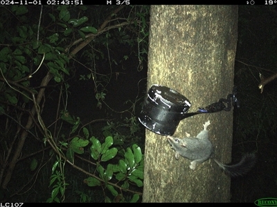 Phascogale tapoatafa (Brush-tailed Phascogale) at Shark Creek, NSW - 31 Oct 2024 by Topwood