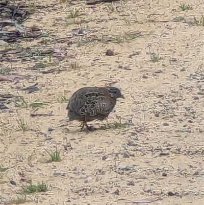 Turnix varius (Painted Buttonquail) at Mount Victoria, NSW - 2 Nov 2024 by ScottandMandy