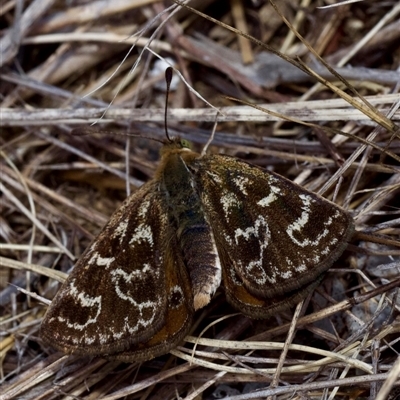 Synemon plana (Golden Sun Moth) at Murrumbateman, NSW - 2 Nov 2024 by amiessmacro