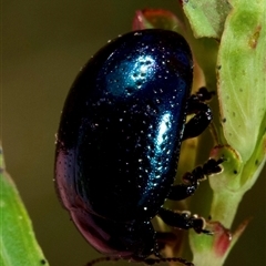 Chrysolina quadrigemina (Greater St Johns Wort beetle) at Murrumbateman, NSW - 2 Nov 2024 by amiessmacro