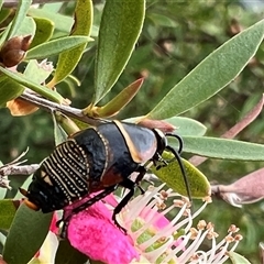 Ellipsidion australe at Holt, ACT - 2 Nov 2024 10:37 AM