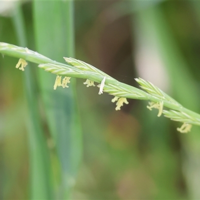 Unverified Grass at Wodonga, VIC - 2 Nov 2024 by KylieWaldon