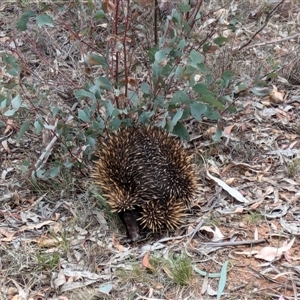 Tachyglossus aculeatus at Campbell, ACT - 2 Nov 2024