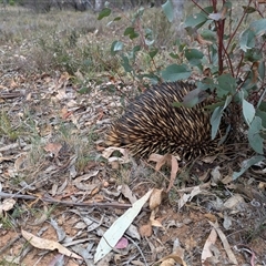 Tachyglossus aculeatus at Campbell, ACT - 2 Nov 2024