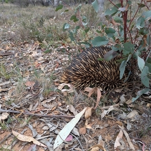 Tachyglossus aculeatus at Campbell, ACT - 2 Nov 2024