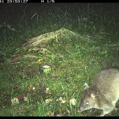 Perameles nasuta (Long-nosed Bandicoot) at Tyndale, NSW - 31 Oct 2024 by Topwood