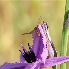 Runcinia acuminata (Pointy Crab Spider) at Wodonga, VIC - 1 Nov 2024 by KylieWaldon