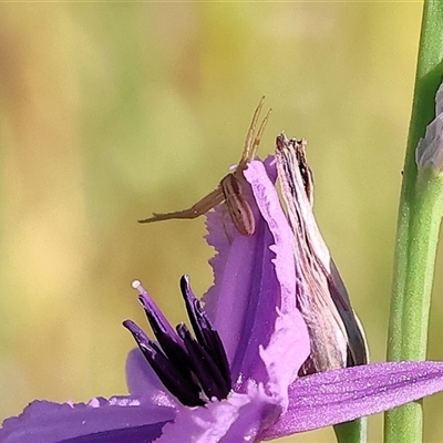 Runcinia acuminata (Pointy Crab Spider) at Wodonga, VIC - 2 Nov 2024 by KylieWaldon