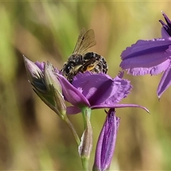 Unidentified Bee (Hymenoptera, Apiformes) at Wodonga, VIC - 2 Nov 2024 by KylieWaldon