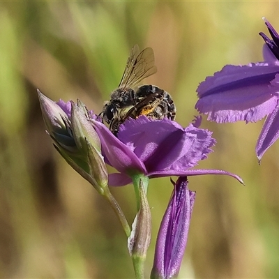 Unidentified Bee (Hymenoptera, Apiformes) at Wodonga, VIC - 2 Nov 2024 by KylieWaldon