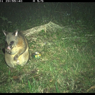 Trichosurus vulpecula (Common Brushtail Possum) at Tyndale, NSW - 1 Nov 2024 by Topwood