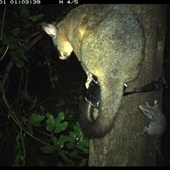 Trichosurus vulpecula (Common Brushtail Possum) at Shark Creek, NSW - 31 Oct 2024 by Topwood