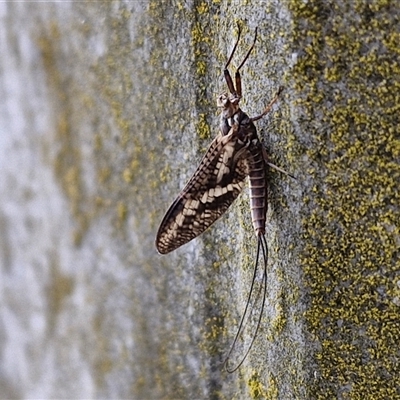 Ephemeroptera (order) (Unidentified Mayfly) at Crookwell, NSW - 2 Nov 2024 by trevorpreston