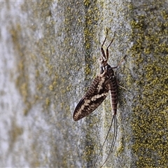 Ephemeroptera (order) at Crookwell, NSW - 2 Nov 2024