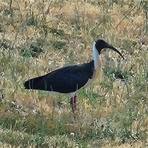 Threskiornis spinicollis at Hawker, ACT - 5 Nov 2024 03:36 PM