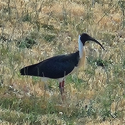 Threskiornis spinicollis (Straw-necked Ibis) at Hawker, ACT - 5 Nov 2024 by LuluBird