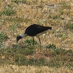 Threskiornis spinicollis at Hawker, ACT - 5 Nov 2024 03:36 PM