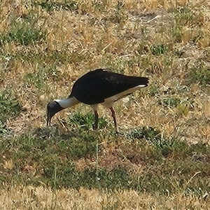 Threskiornis spinicollis at Hawker, ACT - 5 Nov 2024 03:36 PM