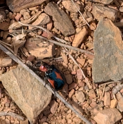 Dicranolaius villosus (Melyrid flower beetle) at Lawson, ACT - 2 Nov 2024 by mroseby