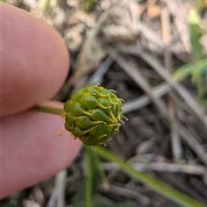 Ranunculus papulentus at Lawson, ACT - 2 Nov 2024