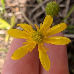 Ranunculus papulentus at Lawson, ACT - 2 Nov 2024