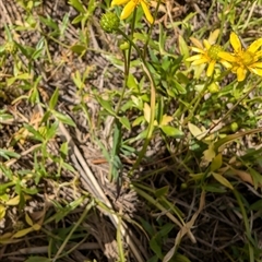 Ranunculus papulentus at Lawson, ACT - 2 Nov 2024